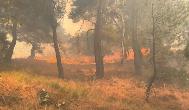 4 ilde yangınlar kontrol altına alındı, Aydın'da mücadele sürüyor