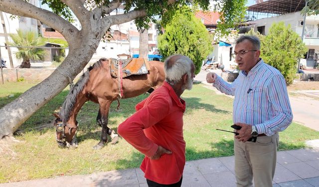 Yürek burkan görüntüler sosyal medyada gündem olmuştu: Bitkin düşen at sağlığına kavuştu, yeni yuvasına uğurlandı