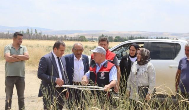 Akyurt'ta arpa hasadı başladı!