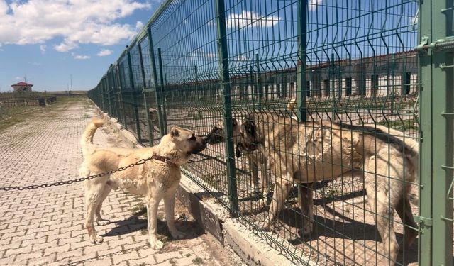 Gazeteciler Sivas’ta Kangal köpeklerinin izini sürdü
