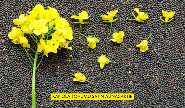 KANOLA TOHUMU SATIN ALINACAKTIR