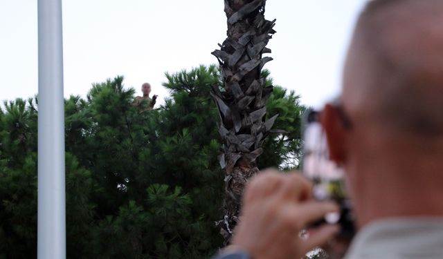 Bunalıma girip çam ağacının tepesine çıktı, ekipleri alarma geçirdi: Sıcaktan bunalınca suyla ikna edildi