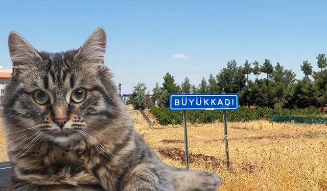 Kedinin ısırdığı 4 yaşındaki çocuk entübe edildi!