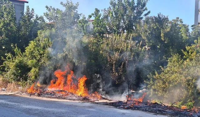 Avcılar’da ağaçlık alanda yangın paniği