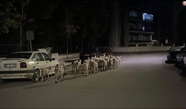 Çorum’da koyunlar kapıyı kırıp kaçtı! Sokak sokak arandılar