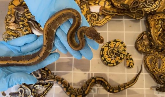 67 pitonu Türkiye'ye kaçak sokmak istediler: İşte uygulanan ceza...