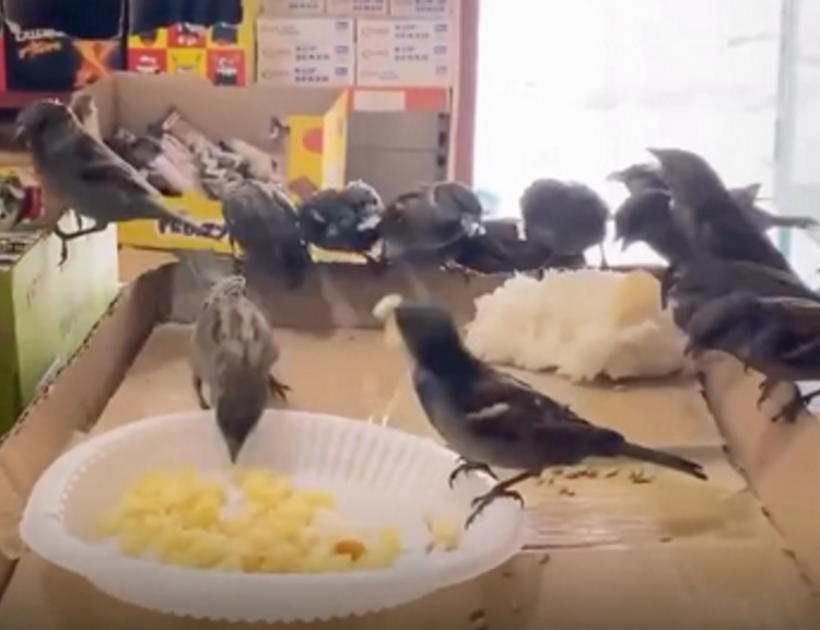 Erzurum’da yürek ısıtan görüntü! Esnaf kuşlar için kapısının önüne sofra kurdu