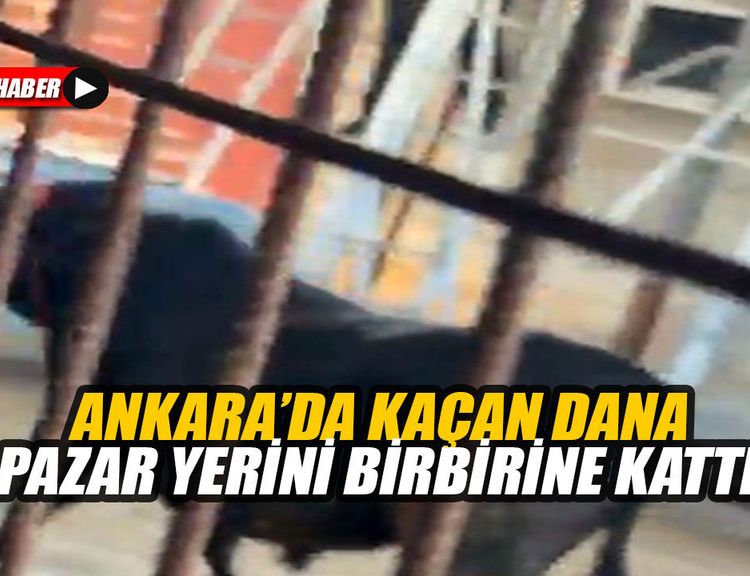 Ankara’da kaçan dana pazar yerini birbirine kattı