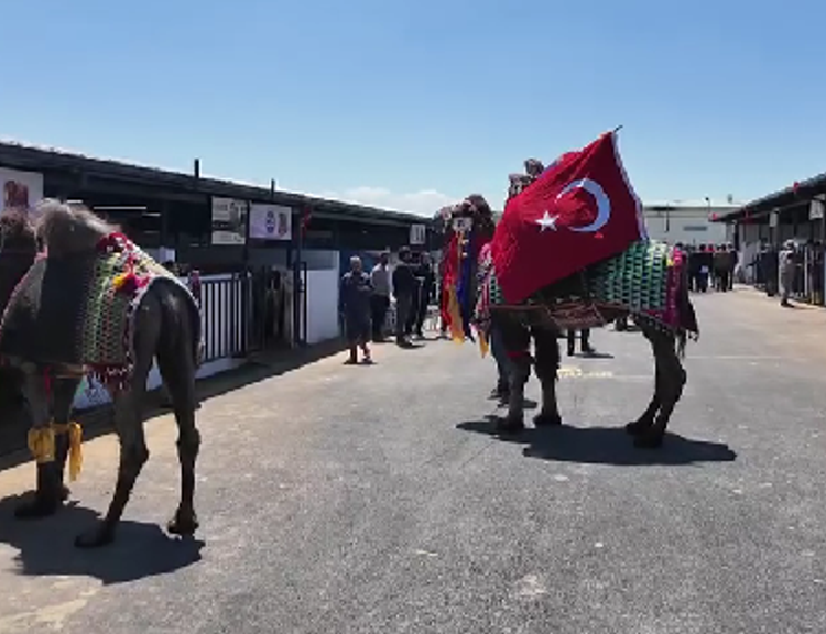 Pursaklar'da Kurban hazırlıkları tamam: Deve satışı ilk kez Ankara'da!