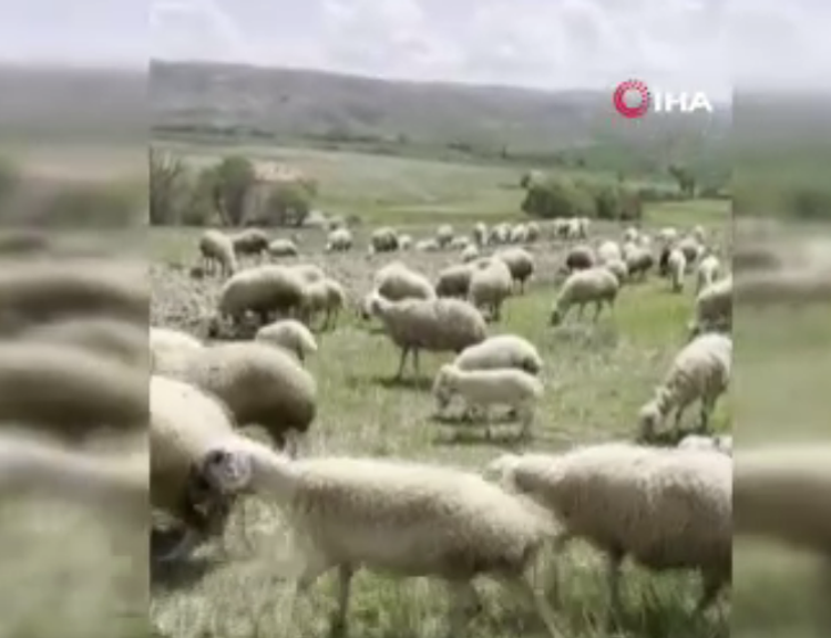 Ankara’da koyun sürüsüne yılan saldırdı, çoban köpekleri seferber oldu!