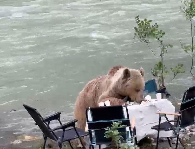 Ayının piknik keyfi kameraya böyle yansıdı!