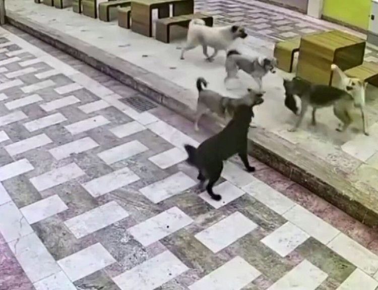 6 köpeğin saldırısına uğrayan  kedinin hayatta kalma mücadelesi kamerada!