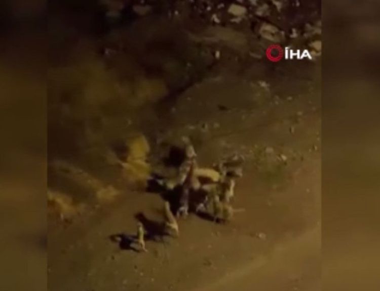 Ankara’da köpeklerin kavgası kamerada!