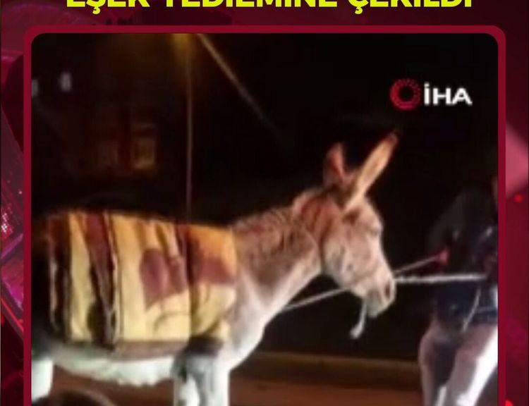 Protokol Yolu'na Çıkan Eşek Yediemine Çekildi: Sahibi 1246 Lira Ödeyip Kavuştu