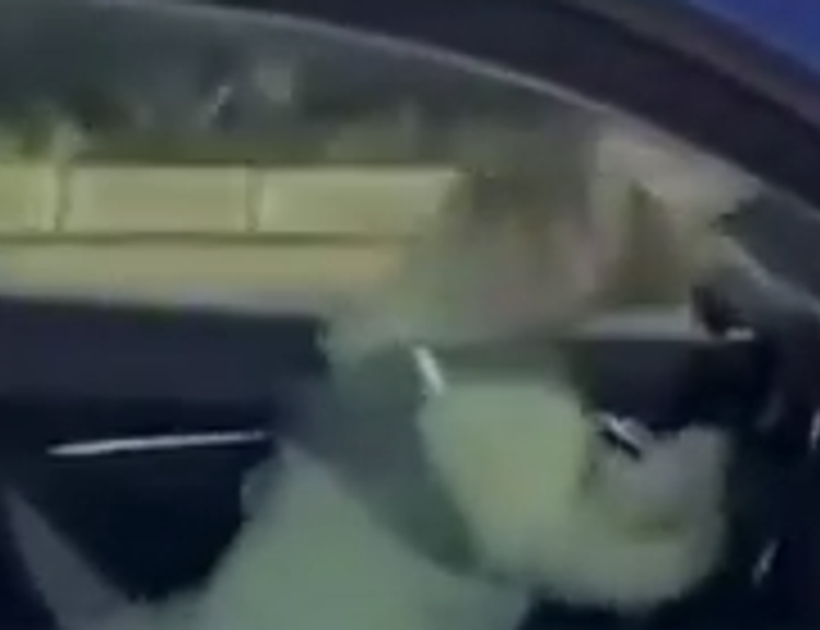 Ankara'da trafiğin en tatlı magandası! Kornaya basıp durdu