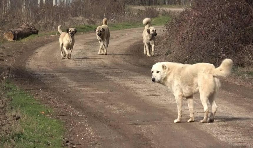 Ankara Mamak’ta Korku Dolu Anlar: Sahipsiz Köpeklerin Çevrelediği Yaşlı Kadını Vatandaşlar Kurtardı