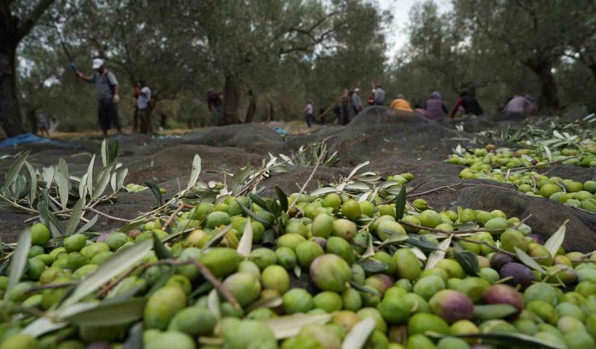 Ankara Büyükşehir Belediyesi’nden çiftçilere zeytin fidanı desteği!