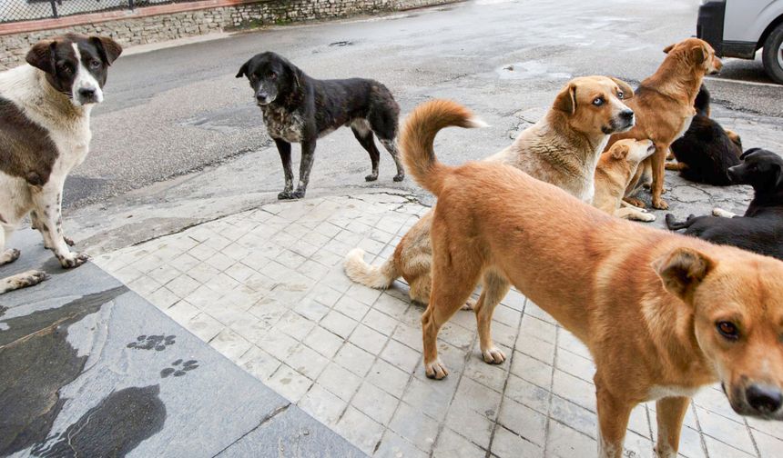 Türkiye'de başıboş köpek sorununa üç aşamalı çözüm: 51 ilde Haziran ayına kadar toplama başlıyor