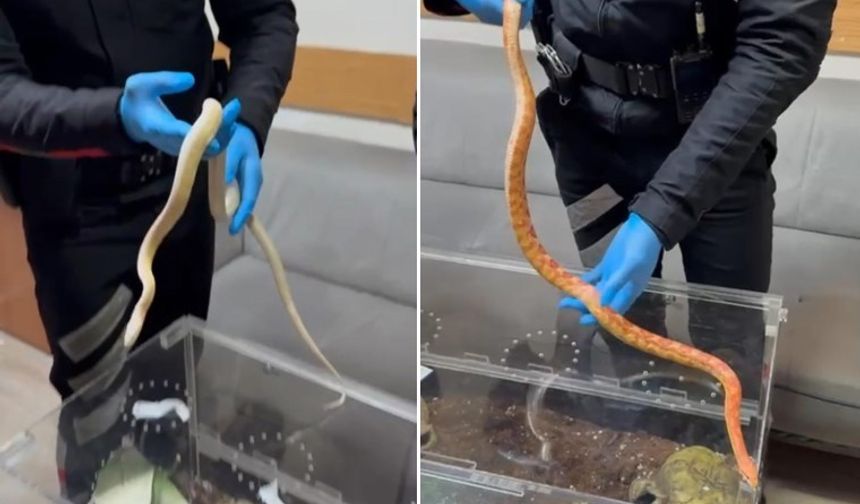 Maslak’ta Durdurulan Araçtan Zehirli Yılan Çıktı: Sürücüye 60 Bin Lira Ceza