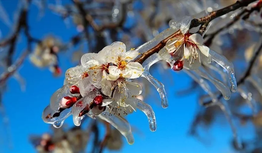 Ankara için zirai don alarmı! Valilikten kritik uyarı