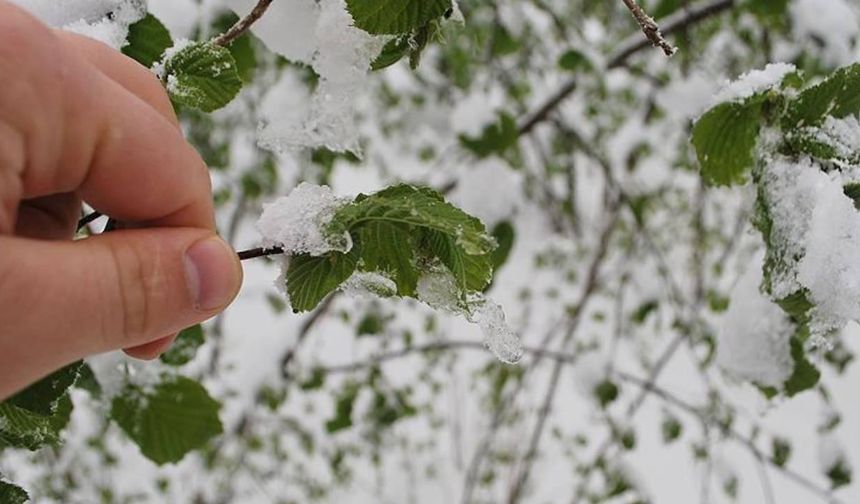 Zirai don felaketi sonrası çiftçiye rekor destek: Milyonlarca liralık tazminat yolda!