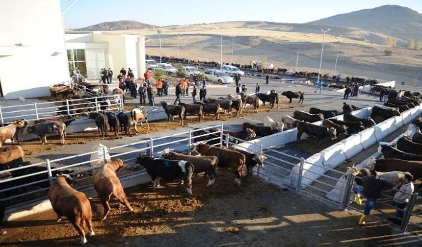 Etimesgut’ta Kurban Bayramı hazırlıkları tamamlandı! Satış ve kesim noktaları açıklandı!