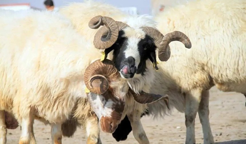 Kurbanlıkta fiyat şoku! Bayrama hazırlık yapanlar bu rakamlara şaşıracak