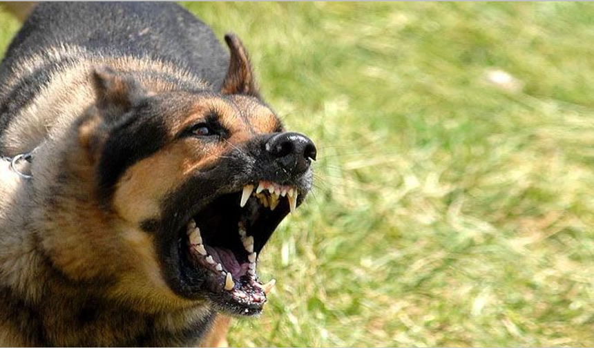 Vali Canbolat Ankara’da toplatılan köpek sayısını açıkladı