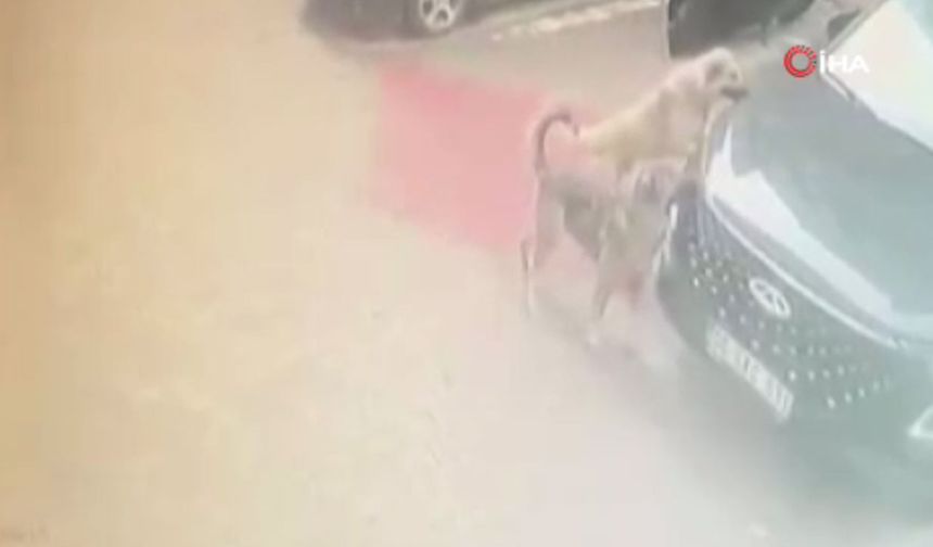 Ankara’da köpekler plakayı söktü, çamurluğu parçaladı! O anlar kamerada