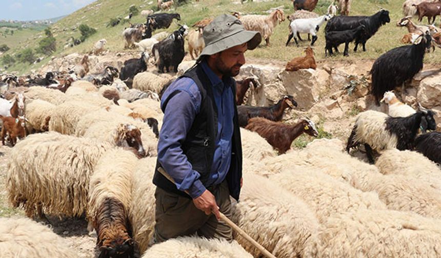 Yabancı çoban ve hayvan bakıcıları için çalışma izni başvuruları başladı! İşte şartlar