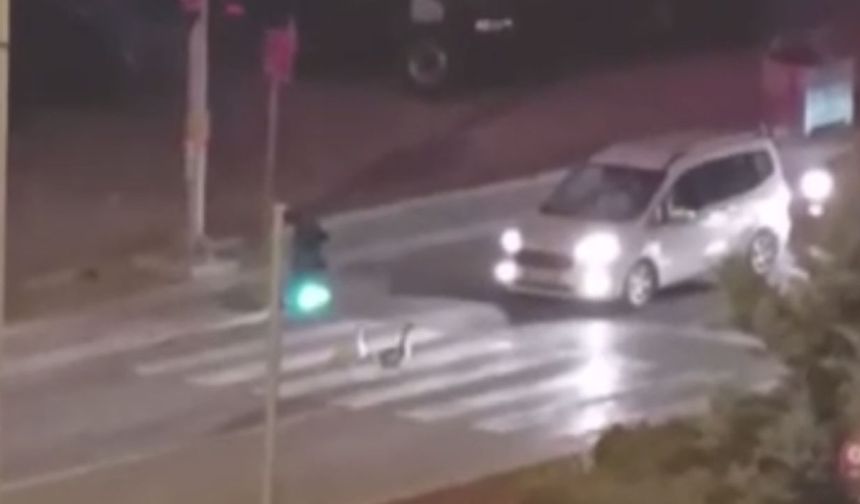 Ankara’da trafikte gülümseten anlar! Kazlar yaya geçidinden karşıya geçtiler