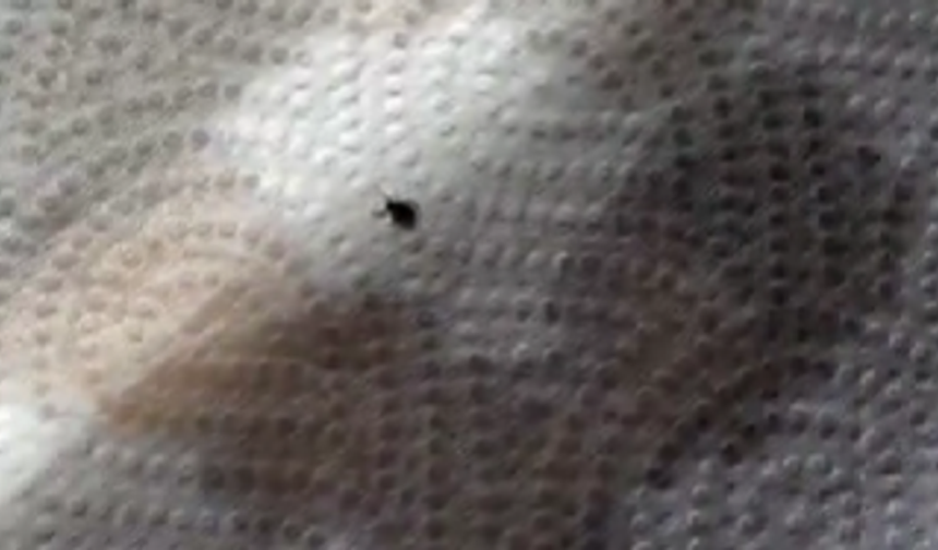Doktorun çektiği video viral oldu: İşte uçucu yağların keneler üzerinde efsanevi etkisi!