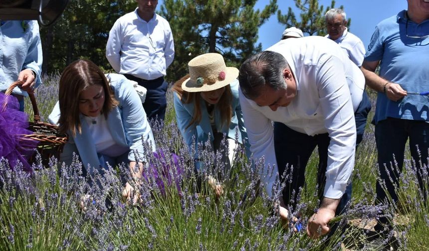 Ankara'da lavanta coşkusu: Nallıhan’da "Mor Büyü" şenliğinde hasat kutlandı