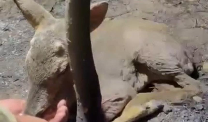 Çanakkale'de orman yangınında yaralanan yavru ceylanın imdadına böyle yetiştiler