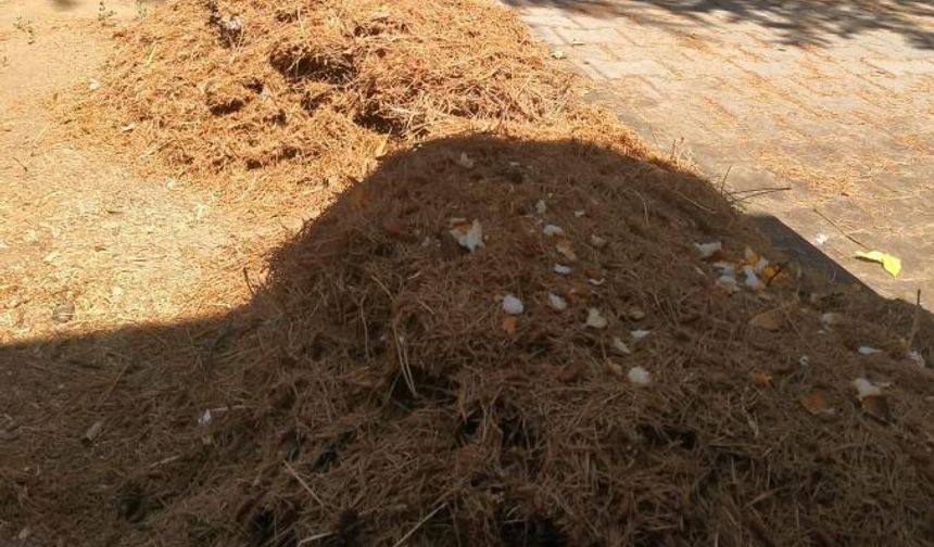Kırmızı Orman Karıncaları Ankara'daki Lise Bahçesinde Koruma Altına Alındı