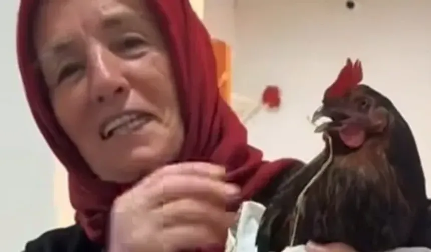 Tavuğunu röntgen için hastaneye getirdi: Akıllara o video geldi...