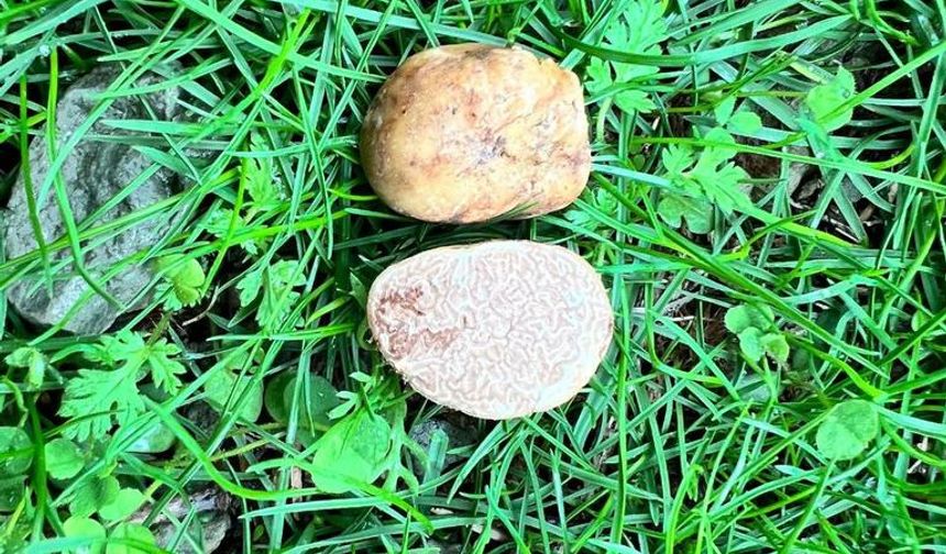 Ankara Üniversitesi’nden Yapay zekâ destekli trüf mantar projesi