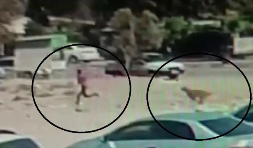 Hatay’da başıboş köpekler korku saçtı: Küçük çocuğa saldırı kamerada