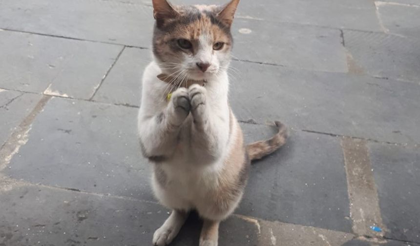Ankara Demirtepe Metrosundaki Sevimli Kedi Vatandaşların İlgi Odağı Oldu