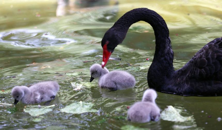 Kuğulu Park’ta kuğular tutsak mı? Kuğuların bir hapishanede yaşadığı iddia ediliyor!