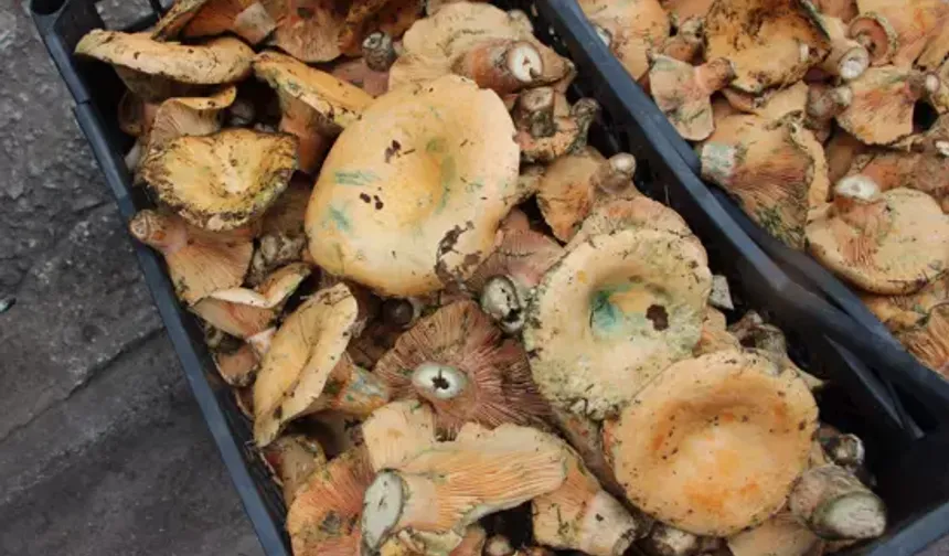 Şimşek çakınca yerden fışkırıyor! Kilosu 500 liraya kadar çıktı