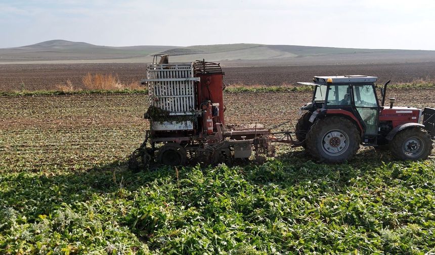 Ankara'da şeker pancarı hasadında son viraj: Çiftçinin en büyük sorunu susuzluk...