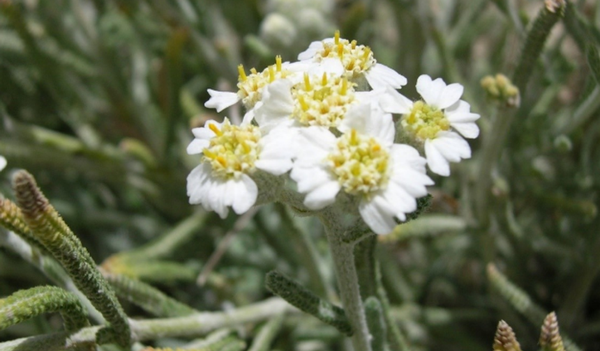 Sevgi Çiçeği’nden Ankara Çiğdemi’ne: Başkent’te Yetişen Eşsiz Bitkiler