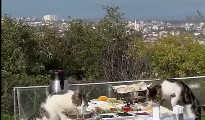 Sakarya’da iki kedi deniz manzaralı mekanda kahvaltı yaparken görüntülendi