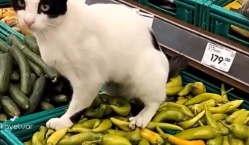 Zincir markette biberlerin üzerine tuvaletini yapan kedi sosyal medyanın gündeminde