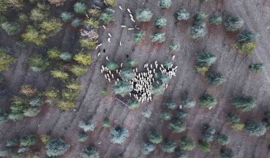 Kırıkkale’de mera iddiası: Keskin Belediyesi hakkında idari soruşturma başlatıldı