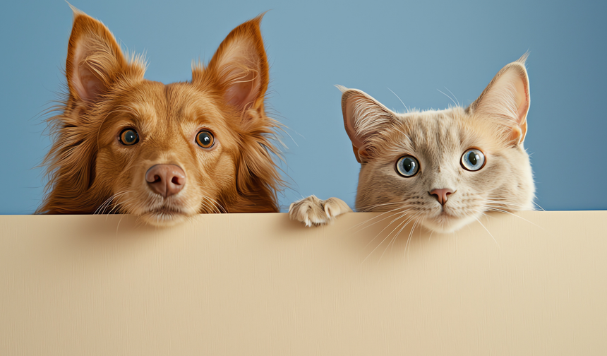 Kedi ve köpek sahiplerine uyarı: 31 Aralık’tan sonra para cezası kesilecek