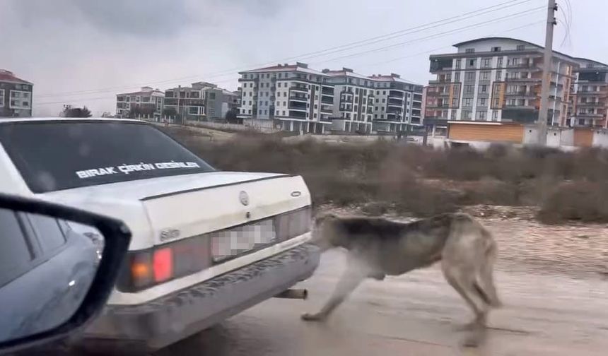 Köpeği aracın arkasına bağlayarak sürükledi!
