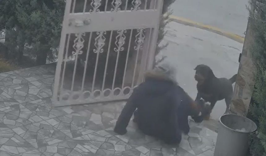 Ankara’da dehşet anları: Köpeklerin saldırdığı kadını komşusu son anda kurtardı!