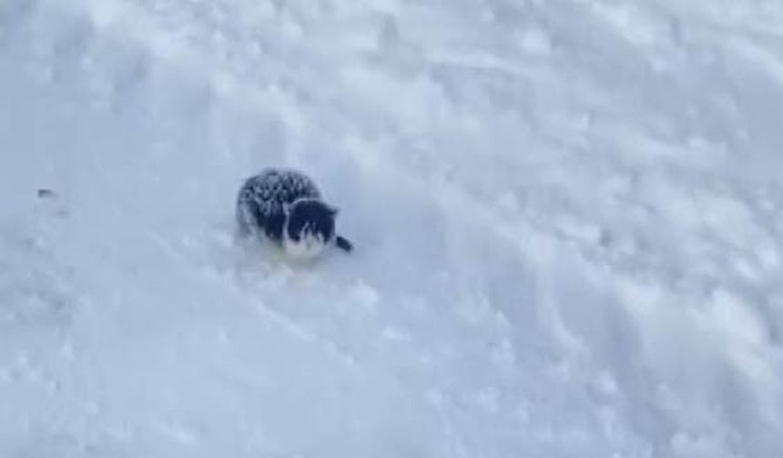 Donmak üzere olan yavru kediyi kurtardı, davranışı ile takdir topladı!